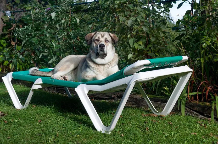 extra large dog beds for mastiffs