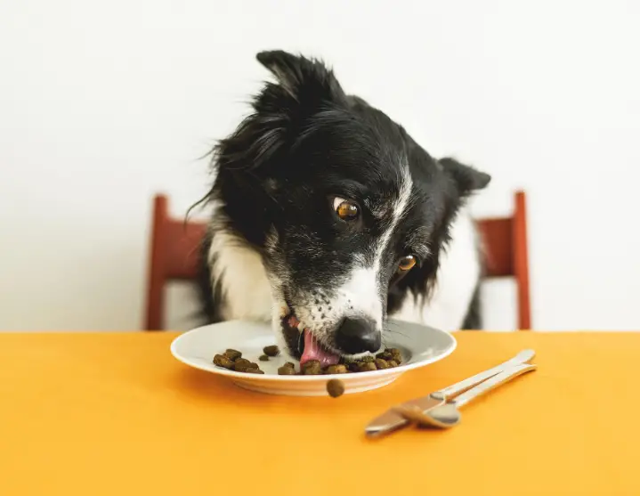 healthiest food for dogs