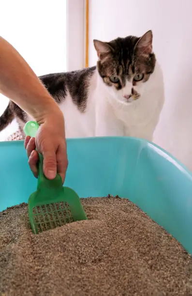 what smells deter cats from peeing