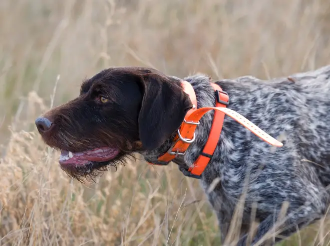 best hunting dog training collar