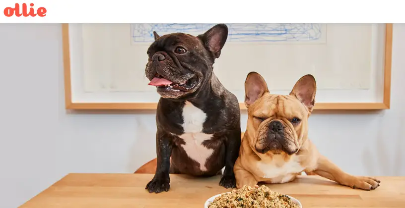 my ollie dog food reviews