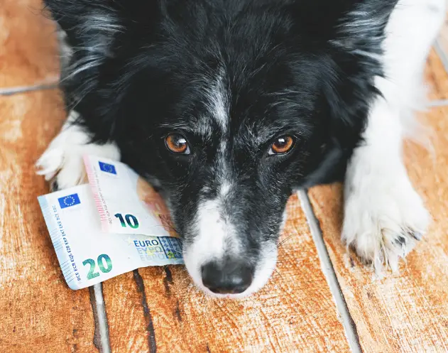 Paying an additional deposit or pet rent could help you to get around breed restrictions.