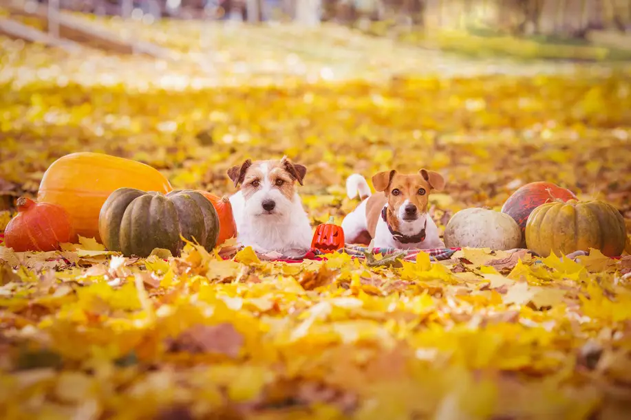 Can dogs eat pumpkin seeds