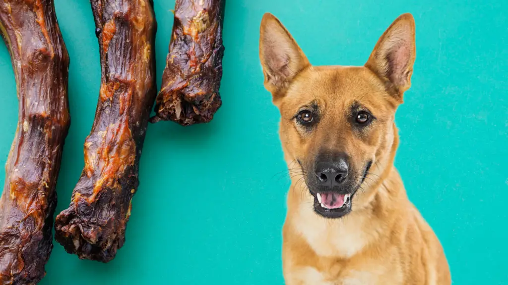 Can Dogs Eat Turkey Necks? – Beanietoescom
