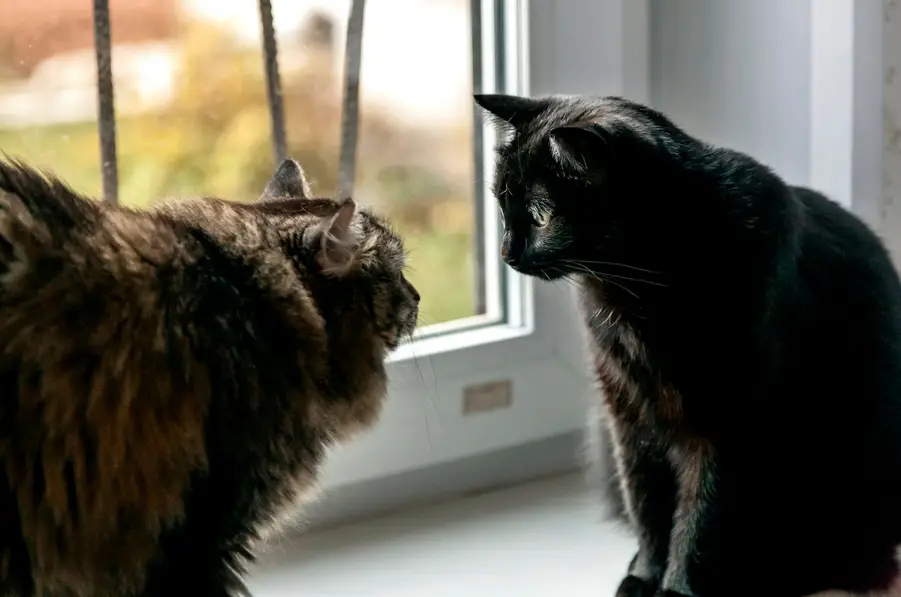why do cats stare at each other