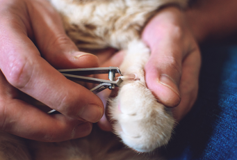 cat ingrown nail treatment