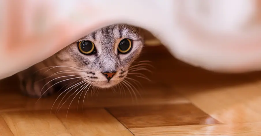 cat keeps peeing on carpet