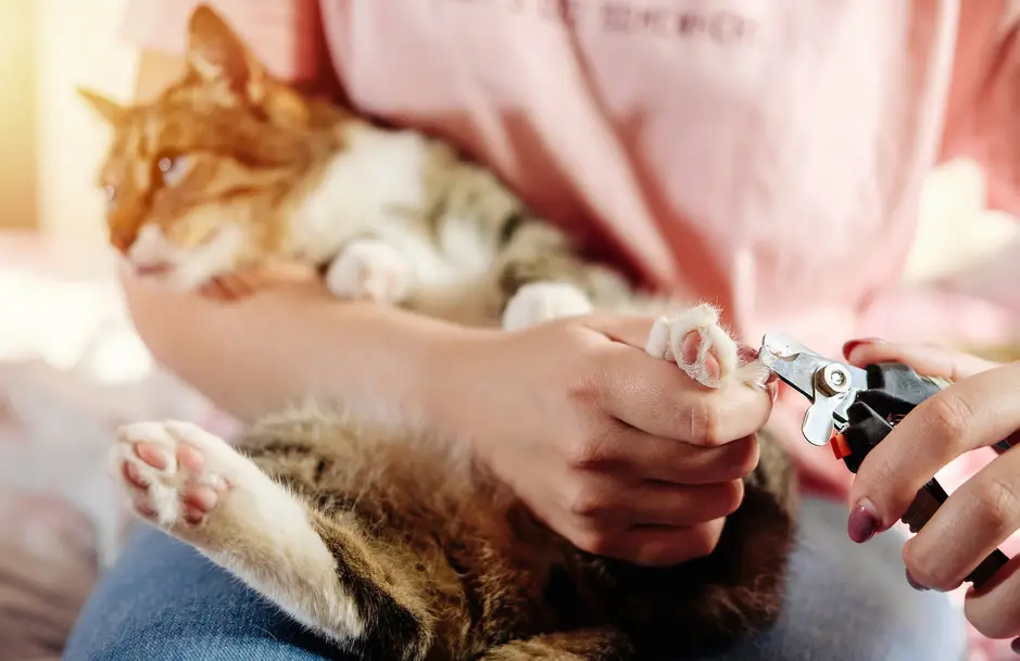 how to cut overgrown cat claws