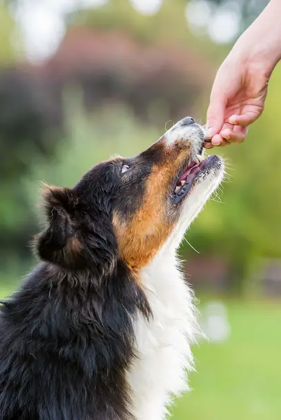 what to do when your older senior dog is not eating
