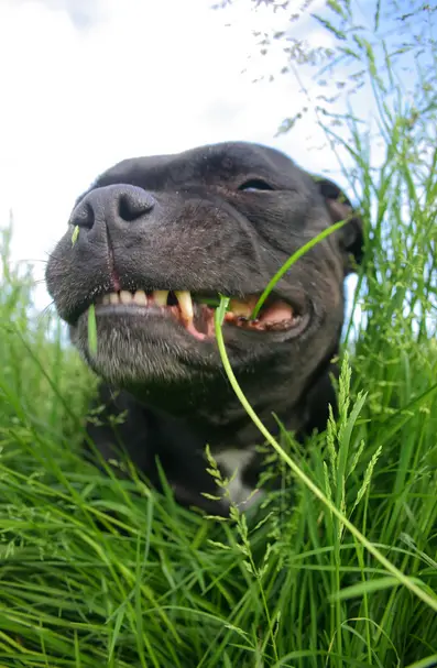 is it ok for my dog to eat grass?