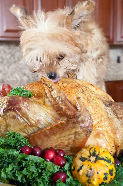 are turkey necks safe for dogs