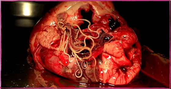 heartworms infesting a dog's heart