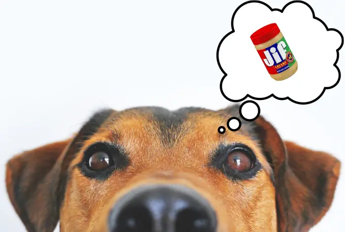 is jif peanut butter safe for dogs