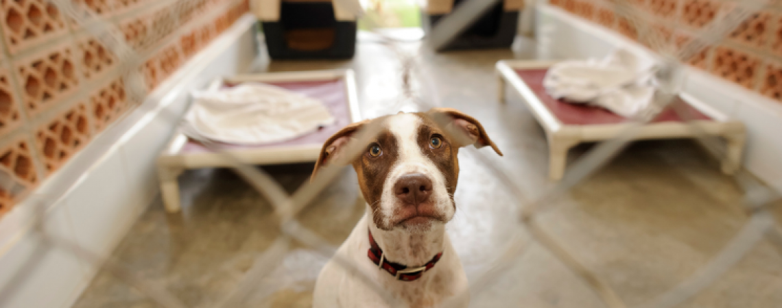 Can animal control take my dog for barking? – Beanietoescom