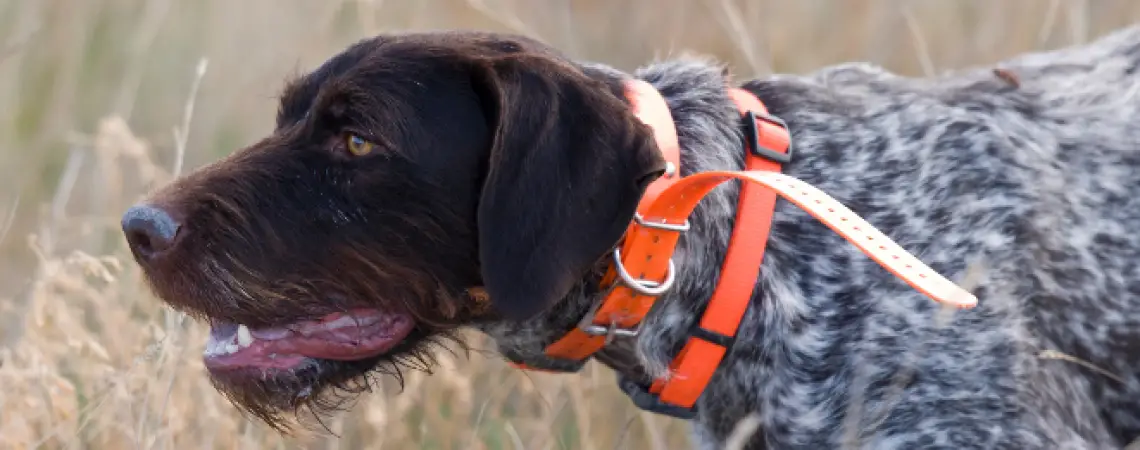 best hunting dog training collar
